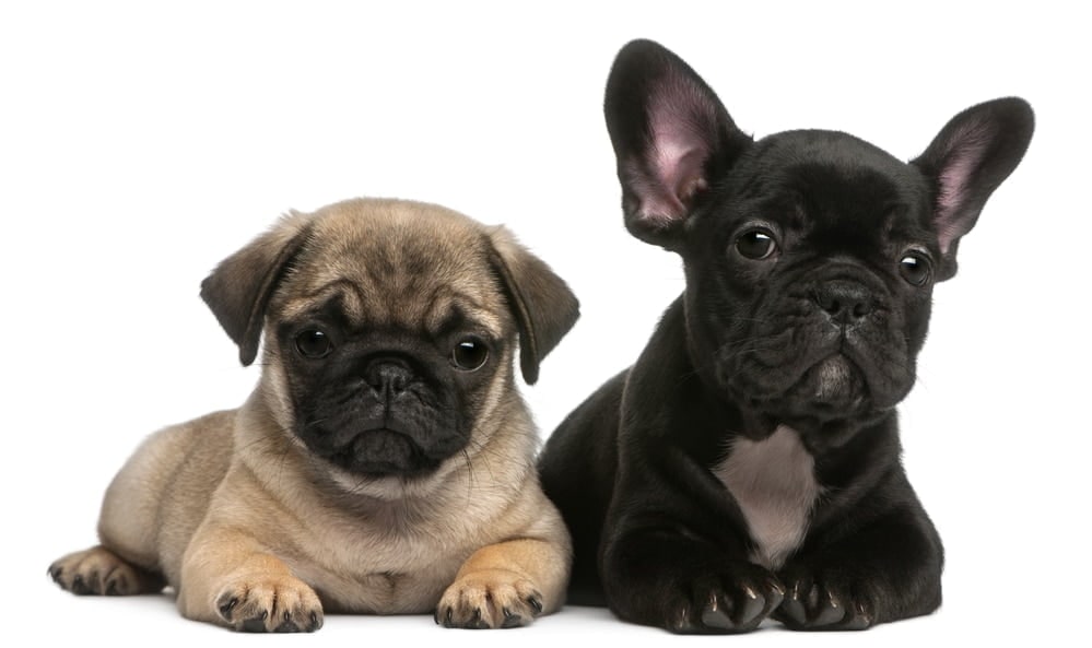 A fawn Pug puppy and a black French Bulldog puppy lying side by side
