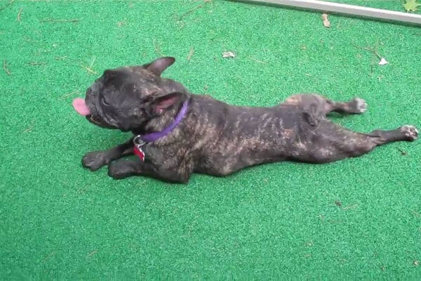 funny-dogs-trick-2