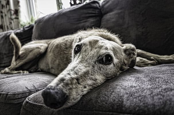 Old dog with GDV