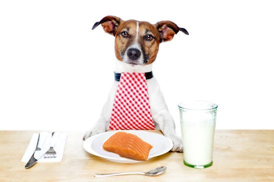 Can Dogs Eat Tuna and Other Nutrition?