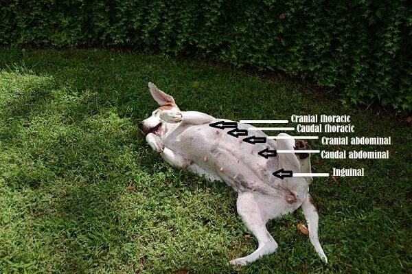 Why Do Male Dogs Have Nipples? The Surprising Answer!