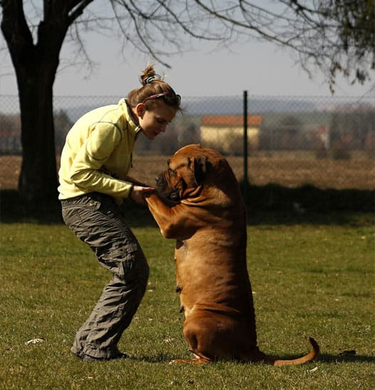 Large dog at risk of GDV and coughing