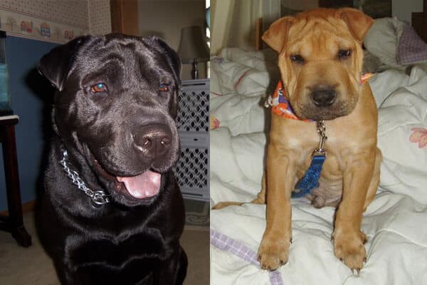 Shar Pei Lab Mix – Why This Is the Best Dog For You
