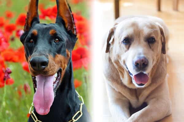 Everything You Need to Know About The Doberman Lab Mix
