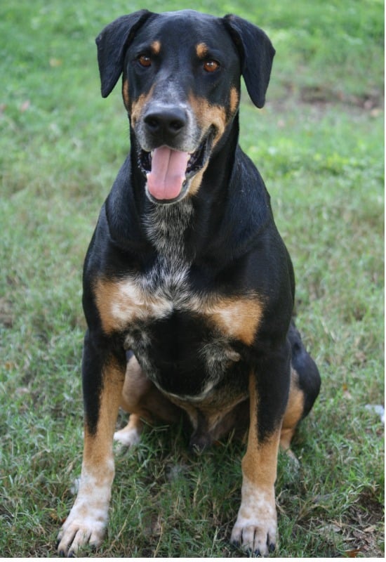 Doberman Lab Mix image