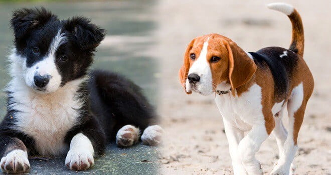 Border Collie Beagle Mix: Ultimate Guide