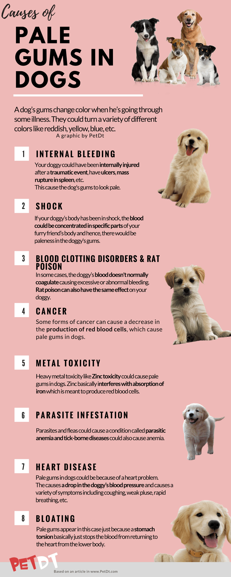 Pale Gums in Dogs: What You Need to Know