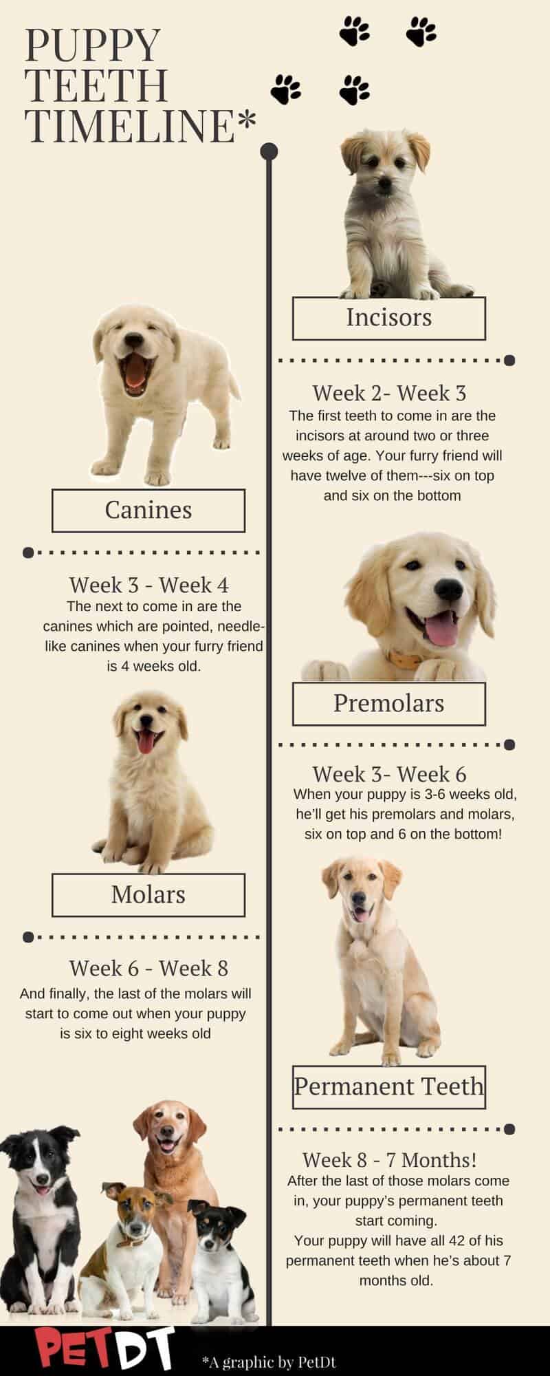 Best Chew Toys for Puppies: 10 Picks, and 6 to Avoid