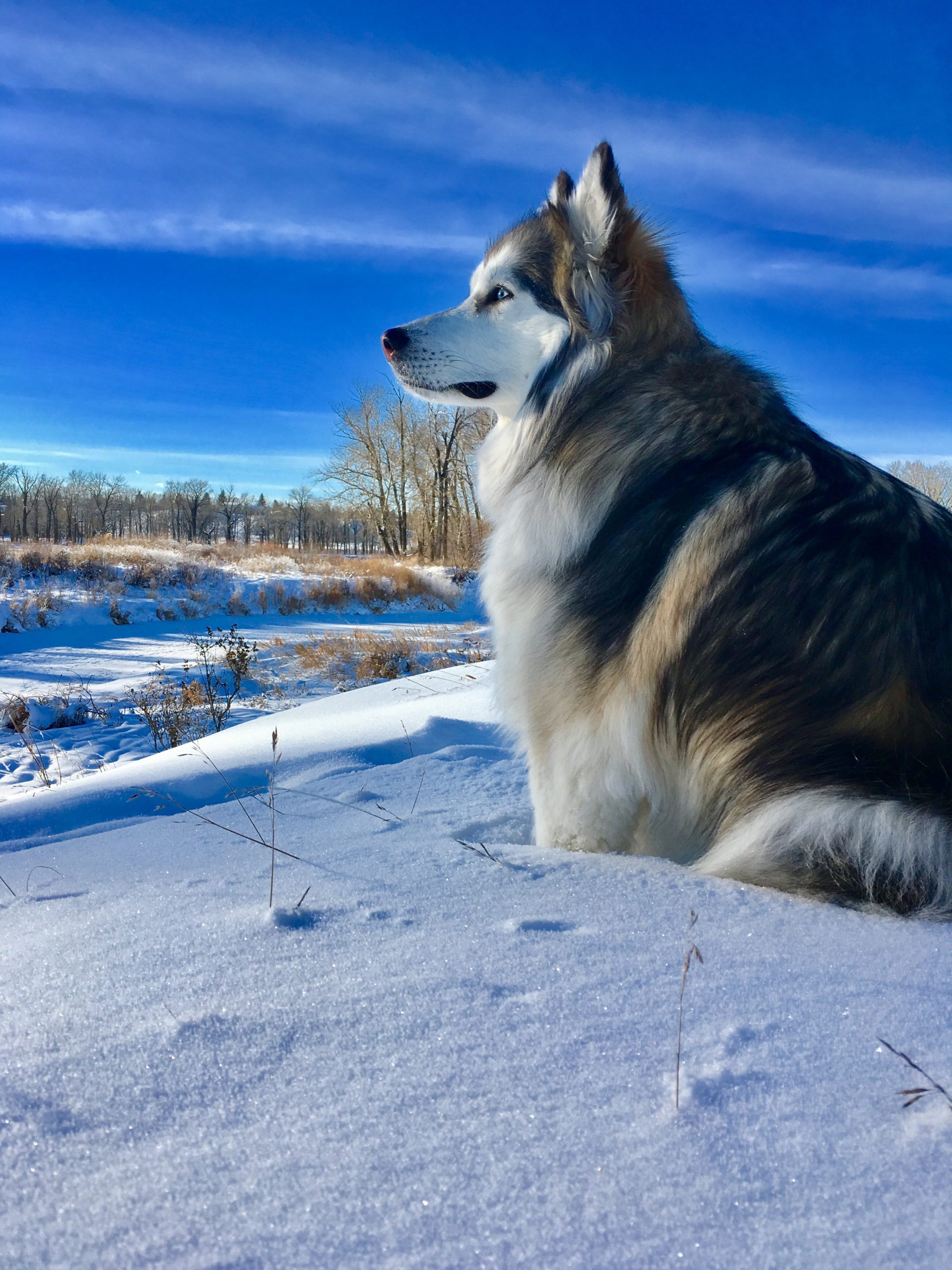 husky in snow