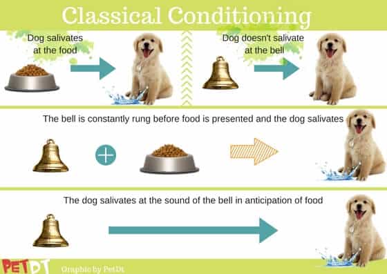 Your Ultimate Guide: How to Train a Puppy!