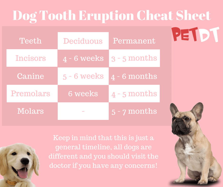 Your Definitive Guide to Taking Care of Your Dog’s Teeth