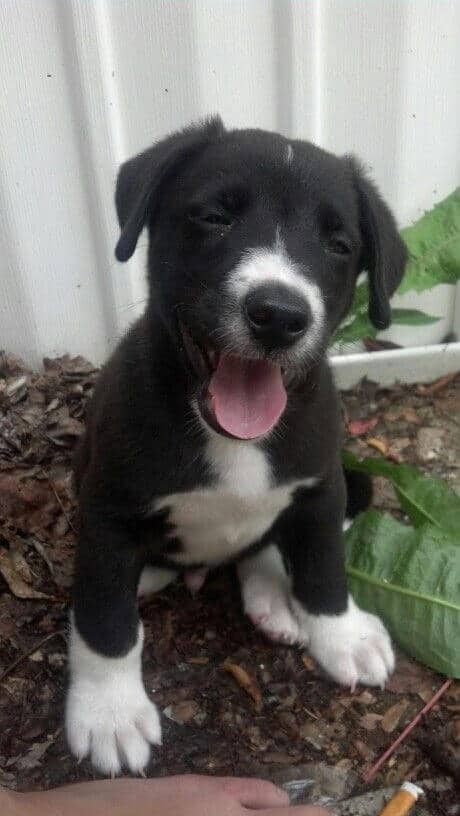 PitBull Border Collie Mix looking hungry