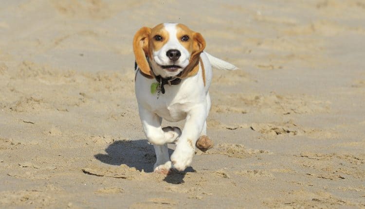 Best Dog Food for Beagles2