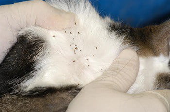 The Effectiveness of Flea Treatments for Dogs