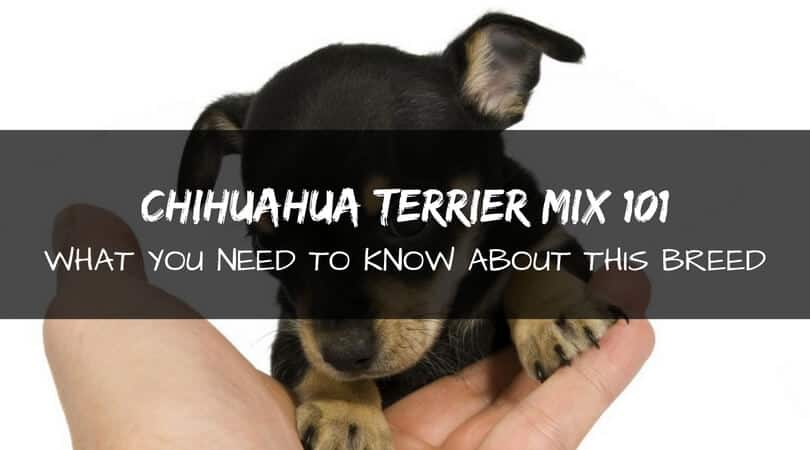 ihuahua terrier