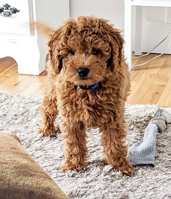 The calm Mini Goldendoodle