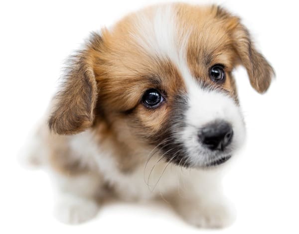 corg-mix-puppy