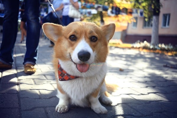 corgi beagle mixed breed with tongue out
