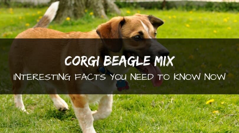 Corgi Beagle mix dog