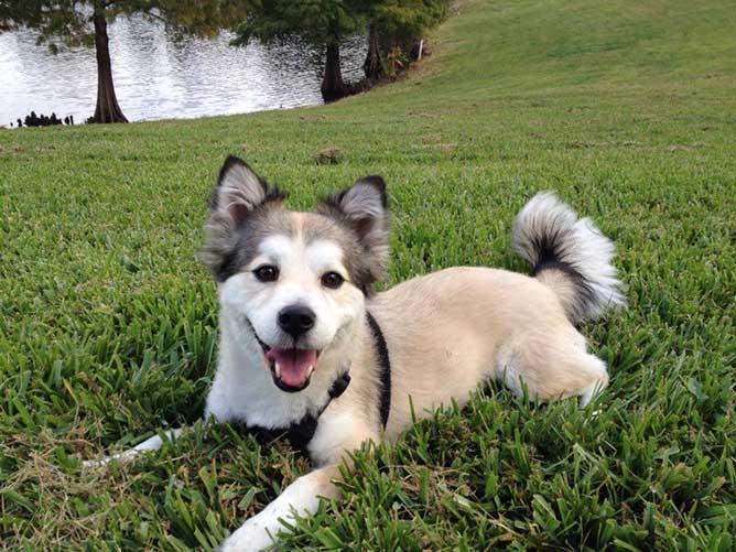 Corgi Husky Mix