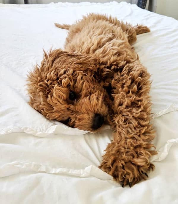 Low shedding Mini Goldendoodle