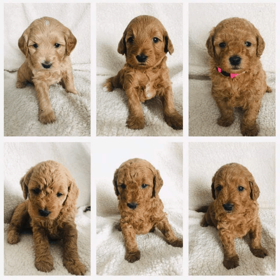 Miniature Goldendoodle Puppies