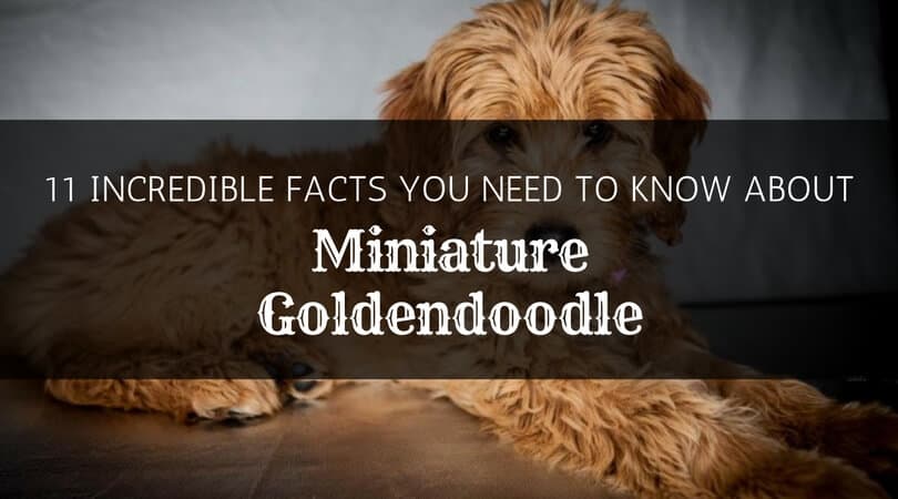 Facts about the Mini Goldendoodle