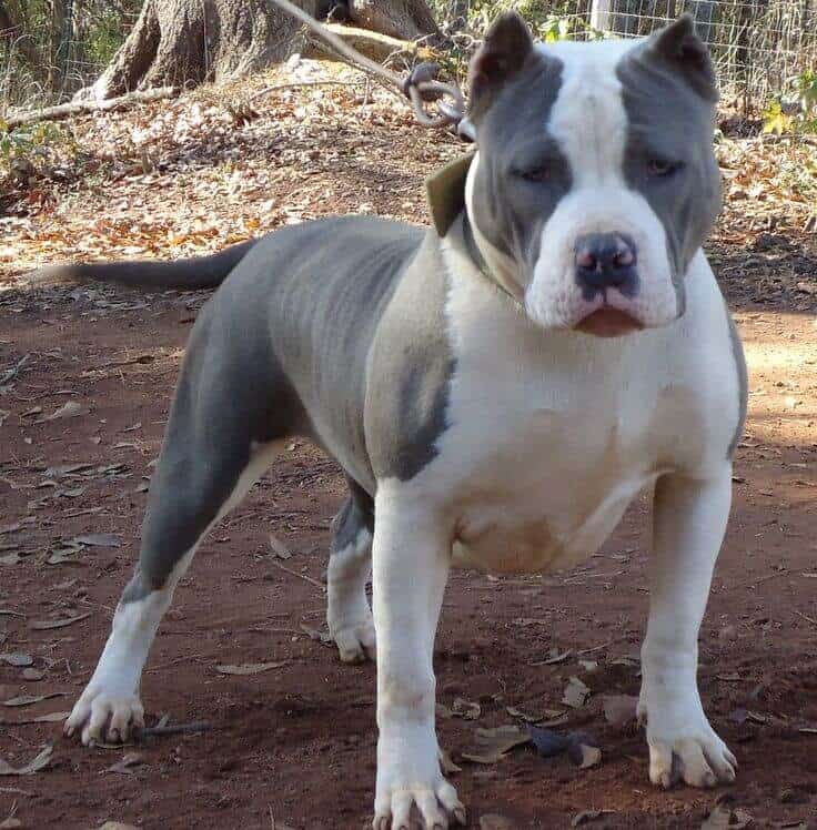 Let’s Talk About Why Gotti Pitbulls Are So Popular!