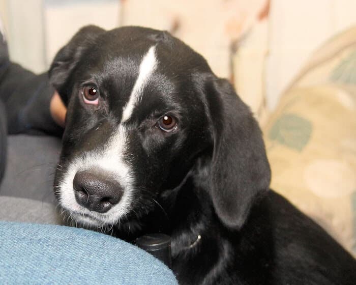 Border Collie Lab Mix