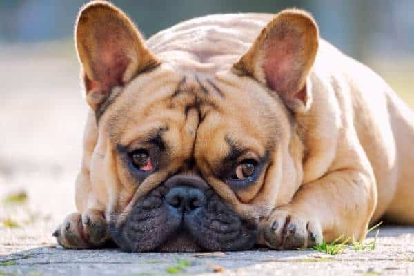 brown-french-bulldog-picture