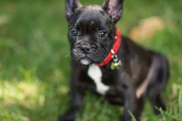 french-bulldog-puppy-happy-picture