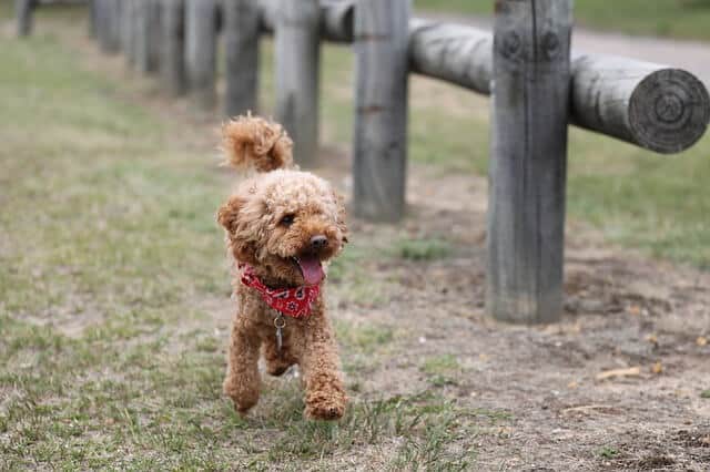 German Shepherd Poodle Mix: All You Need To Know