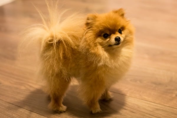 Teacup Pomeranian