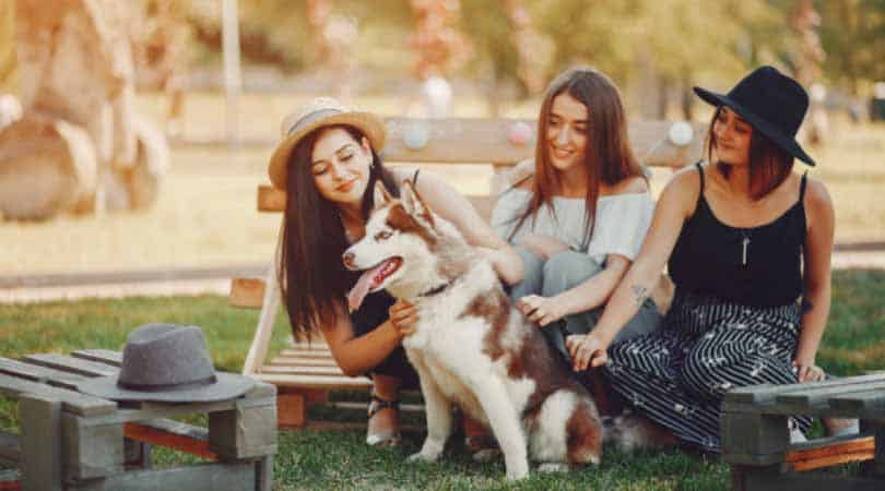 The Best Shampoo for Your Husky: Ultimate Guide