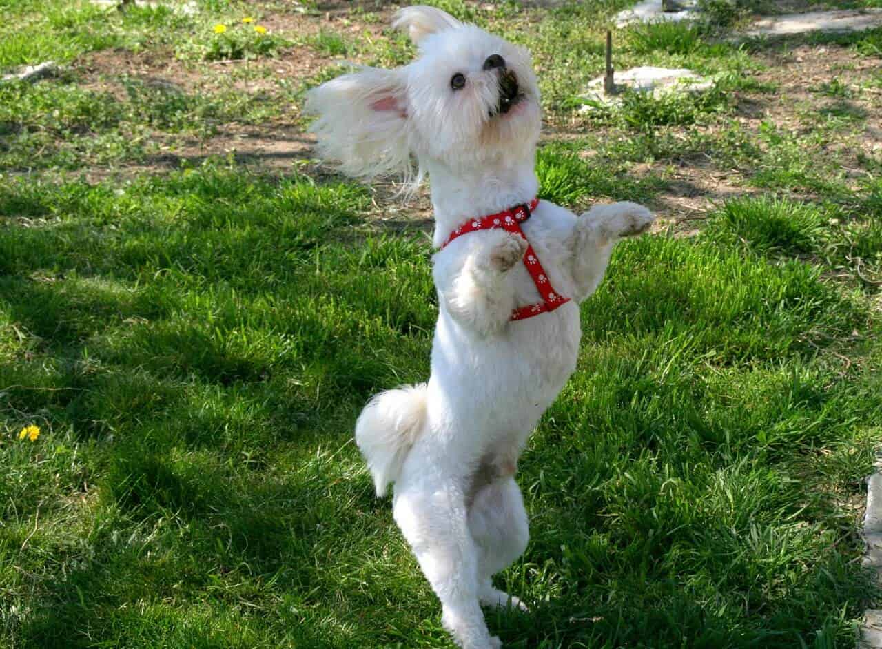 This image has an empty alt attribute; its file name is Dog-dance.jpg