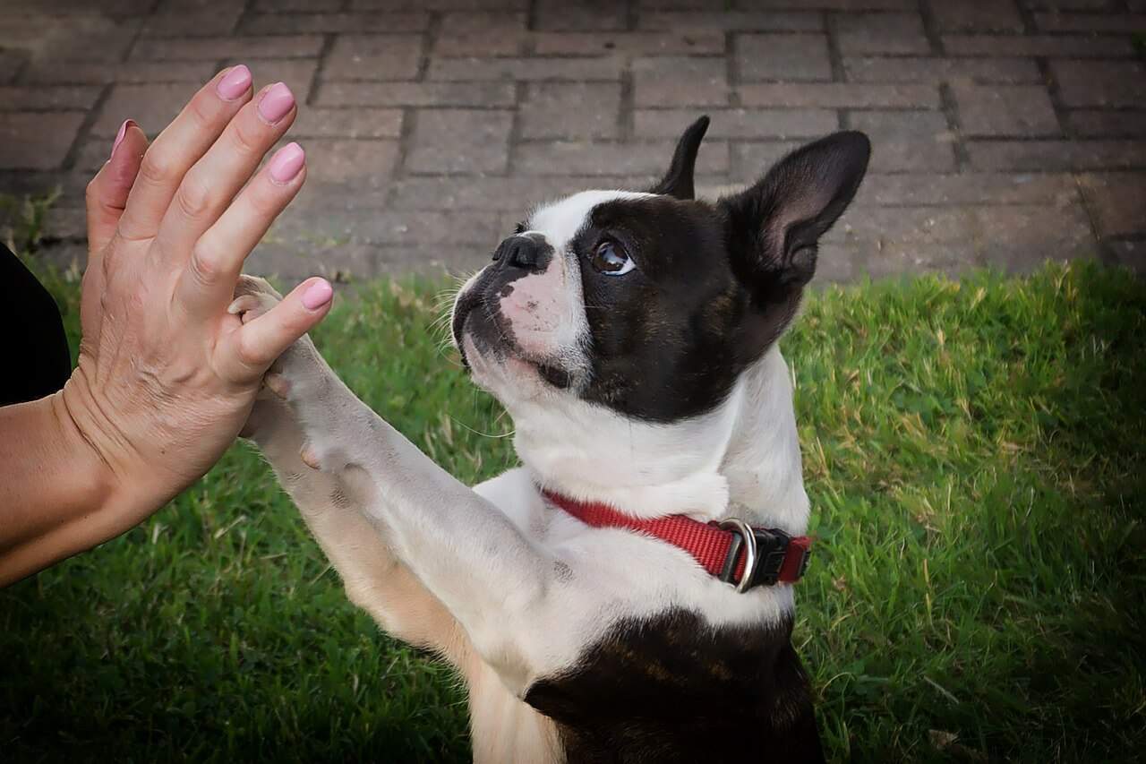 This image has an empty alt attribute; its file name is Dog-high-five-4.jpg