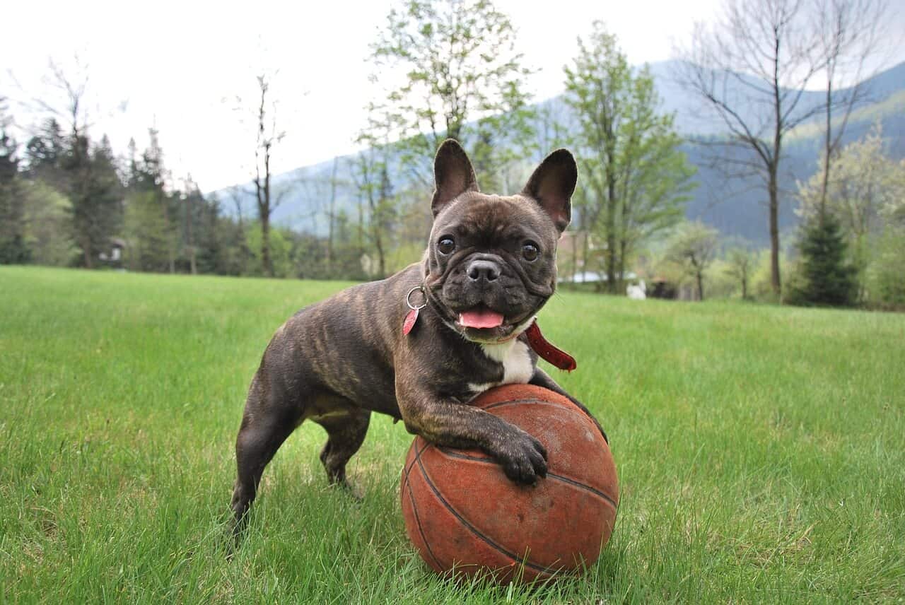 French Bulldog Puppies for Adoption – What You Need to Know