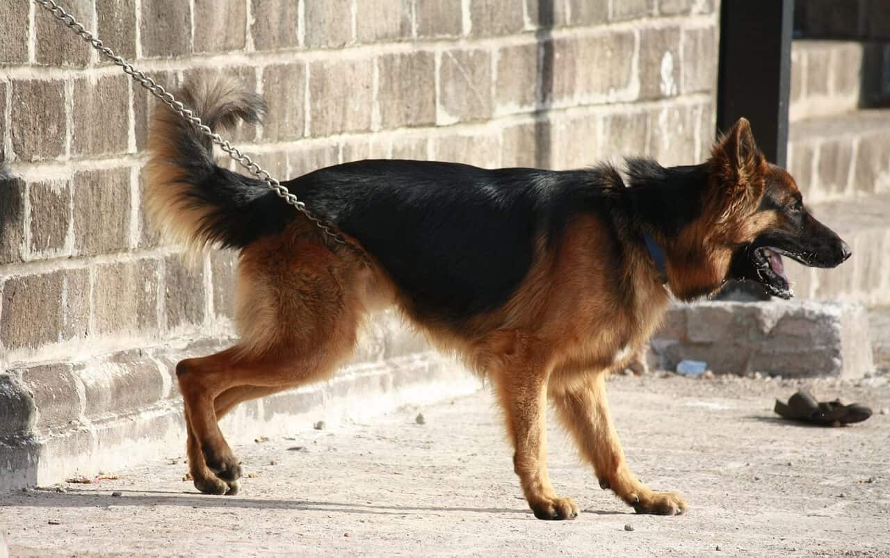 German Shepherd dog