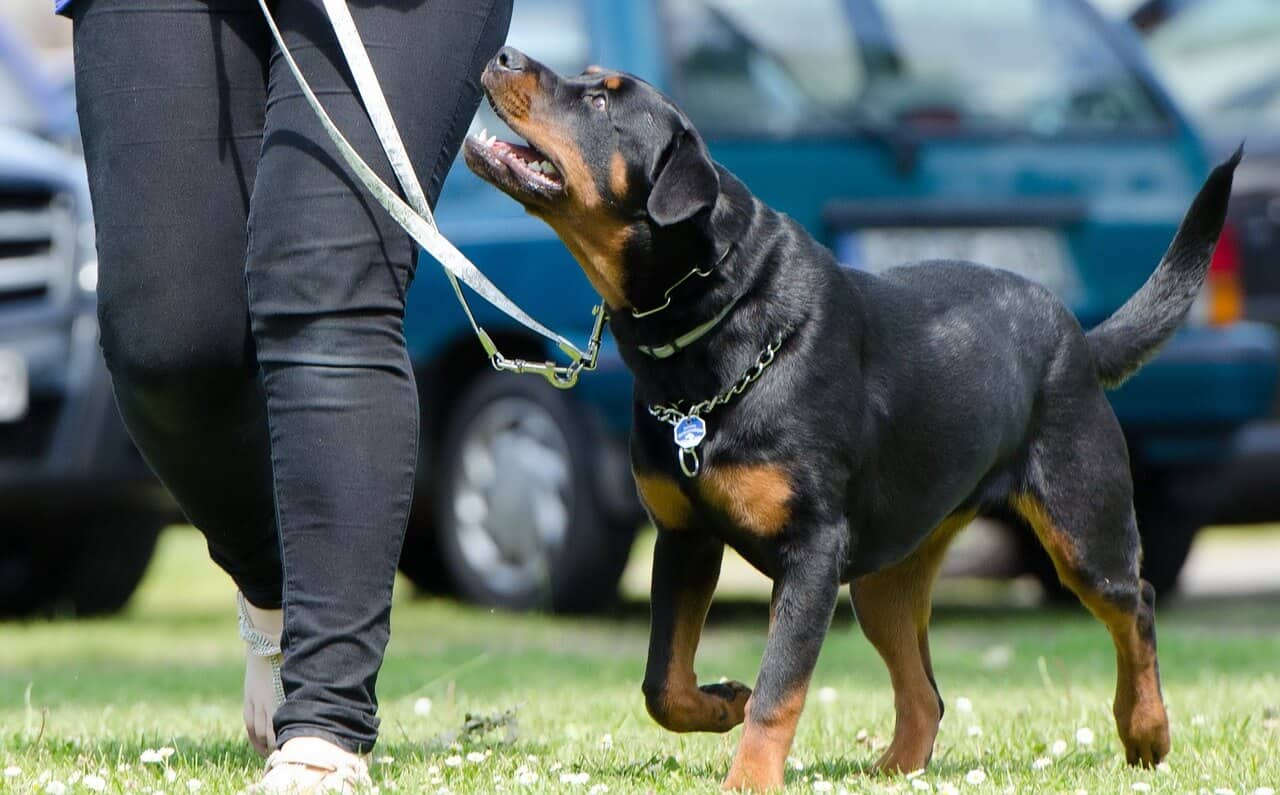 This image has an empty alt attribute; its file name is positive-dog-training.jpg