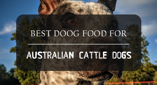Best Australian Cattle Dog Food Reviewed
