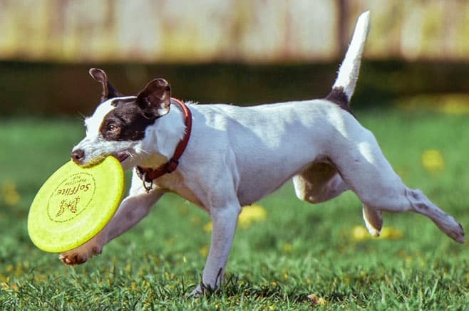 Active dog's tail