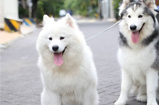Dog food for adult Malamutes