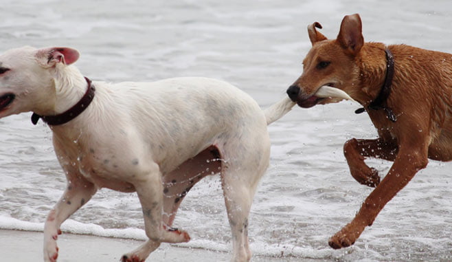 Dog's tail hurts