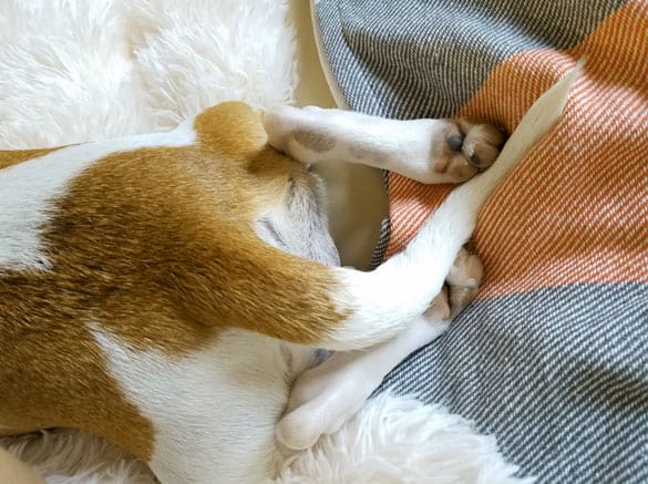 Dog resting tail between legs