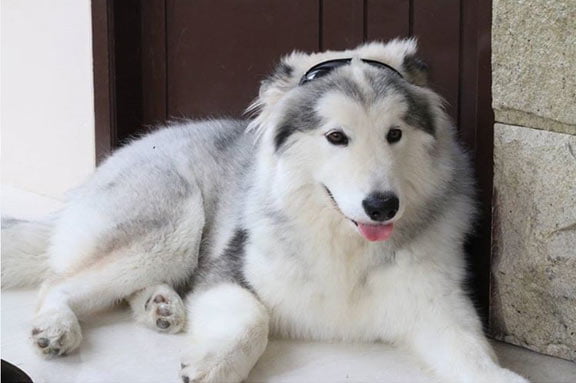 Older Malamute dog relaxing