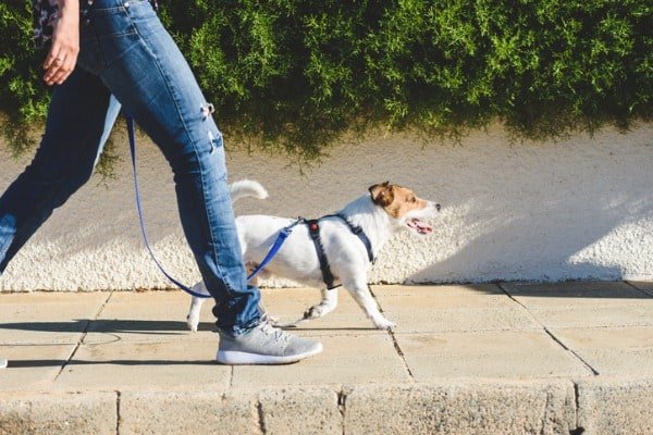 a walk with dog