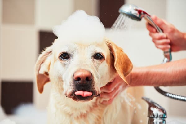 dog taking a bath