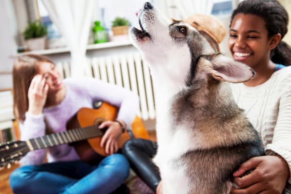 dog talk
