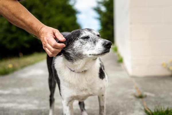 elderly dog
