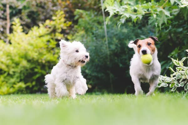 male and female dog